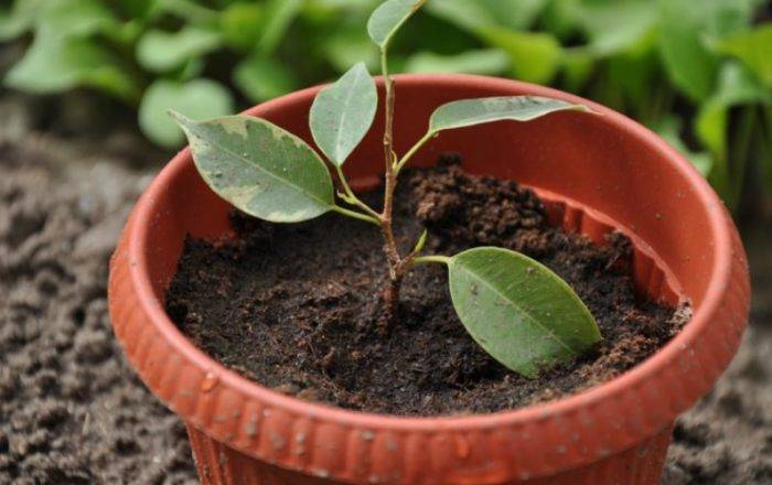 Какая земля нужна для денежного дерева? какая почва подходит для посадки толстянки в домашних условиях? как выбрать готовый грунт?