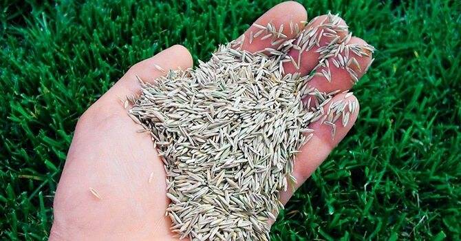 Газонная трава: виды, особенности, характеристики, сравнение стоимости, что учесть при выборе травы