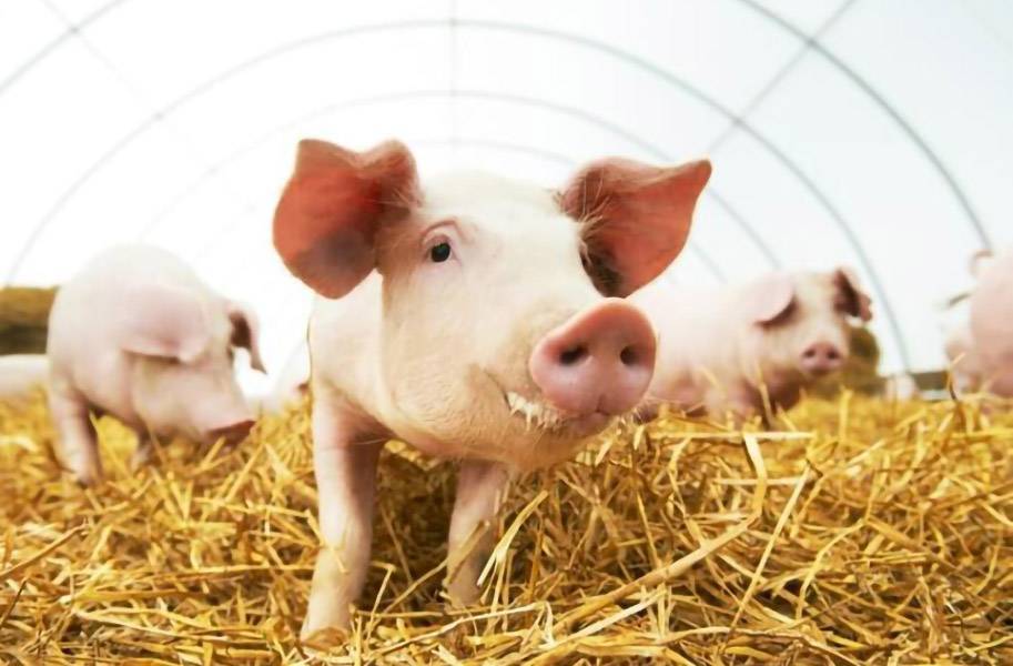 Основы свиноводства в домашних условиях: выбор породы и техника кормления, содержание и кормление свиней