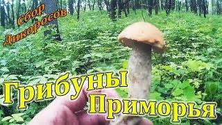 Какие грибы растут в приморском крае