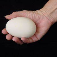 Гусиные яйца - чем полезны, как хранить и рецепты омлетов, салатов и других блюд