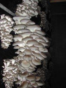 Способы выращивания грибов вешенка: особенности и технология