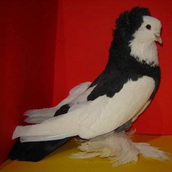 Андижанские голуби (19 фото): характеристика породы, правила содержания