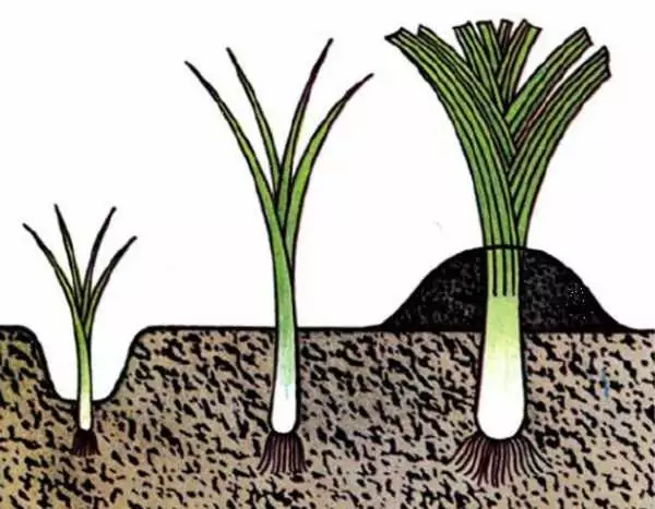 Лук порей: выращивание из семян и рассады в открытом грунте