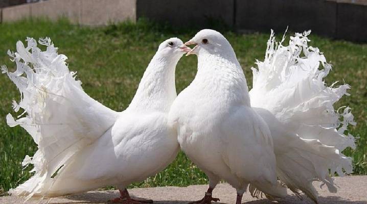 Как размножаются голуби — особенности процесса спаривания