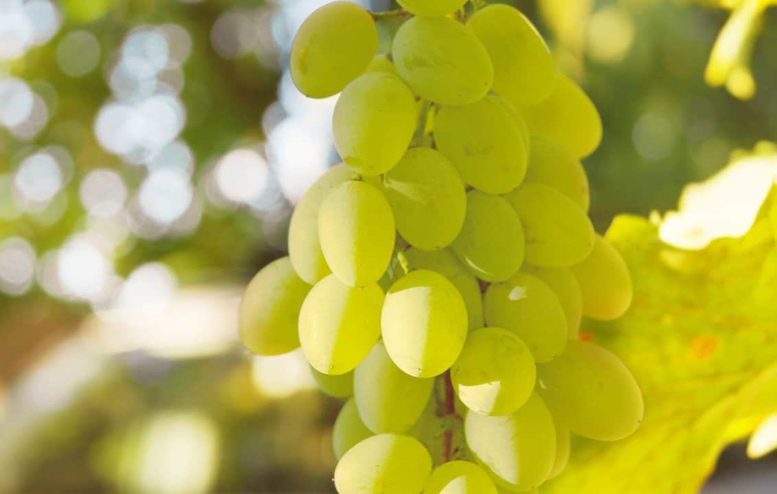 Сорт винограда ланселот — описание отзывы характеристики