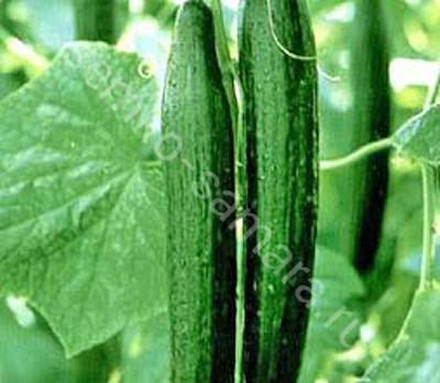 Семена огурец стелла f1: описание сорта, фото. купить с доставкой или почтой россии.