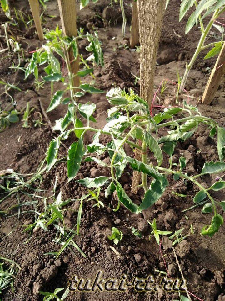 Почему скручиваются листья у помидор в теплице и что делать