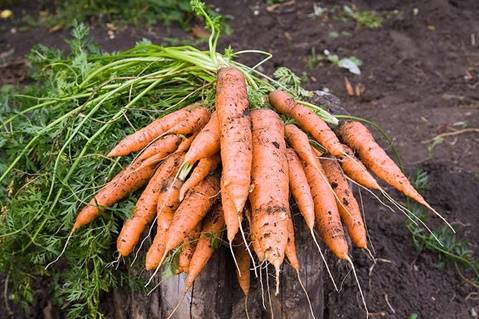 Как сажать морковь, чтобы семена обойтись без прореживания и особого ухода?