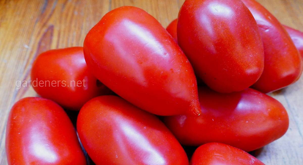 Урожай вкусных плодов круглый сезон — томат салют: характеристики и описание сорта