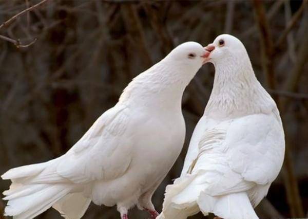 Как отличить голубя от голубки внешне: научные и народные способы