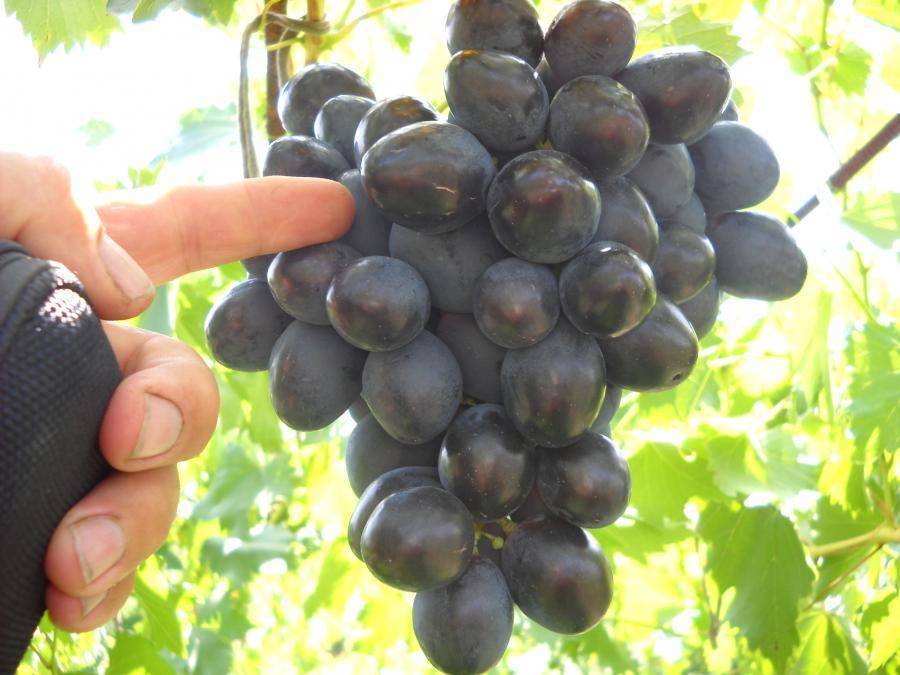 Виноград фурор: описание сорта, фото, отзывы