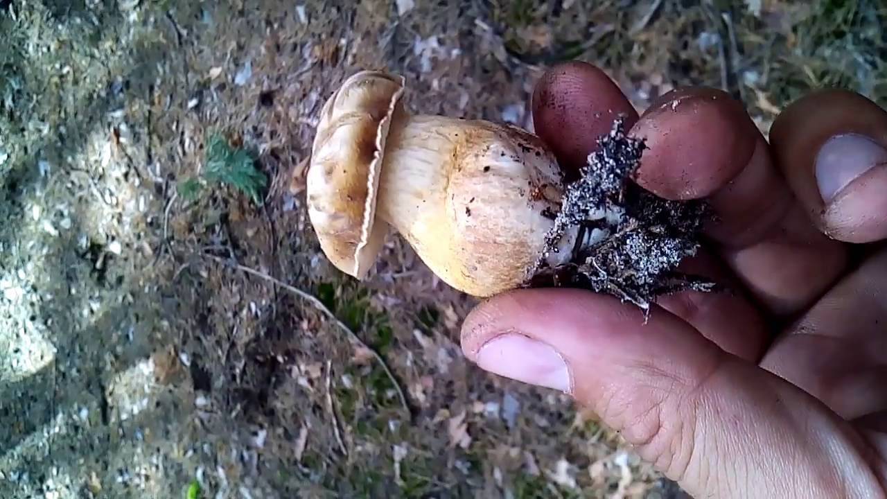 Желчный гриб - несъедобный гриб,описание отличие, свойства и отличие от белого гриба