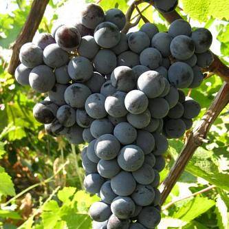 Гордость донских виноделов – цимлянский черный виноград - сорта винограда, винные | описание, советы, отзывы, фото и видео