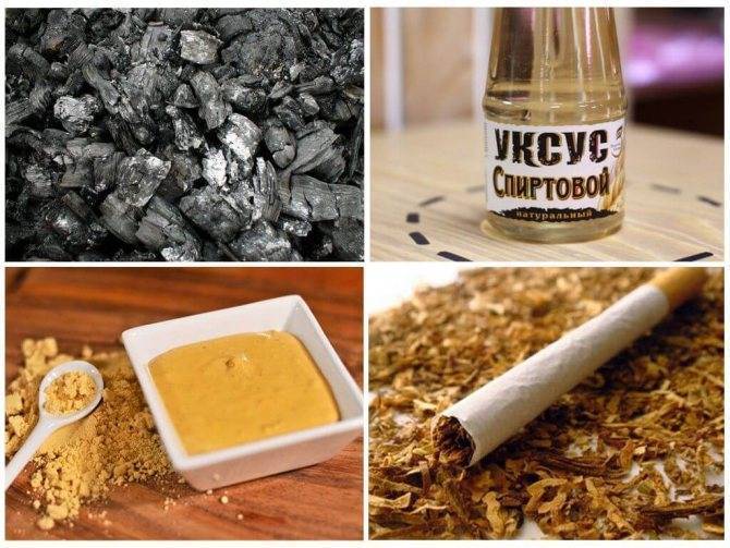 Как избавиться от тли на деревьях, кустарниках, цветах