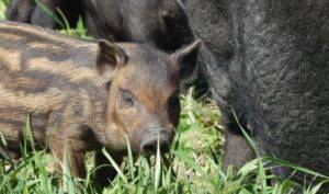 Описание свиней породы: кармалы