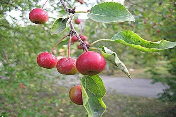 Яблоня подарок садоводам: описание, фото, отзывы﻿
