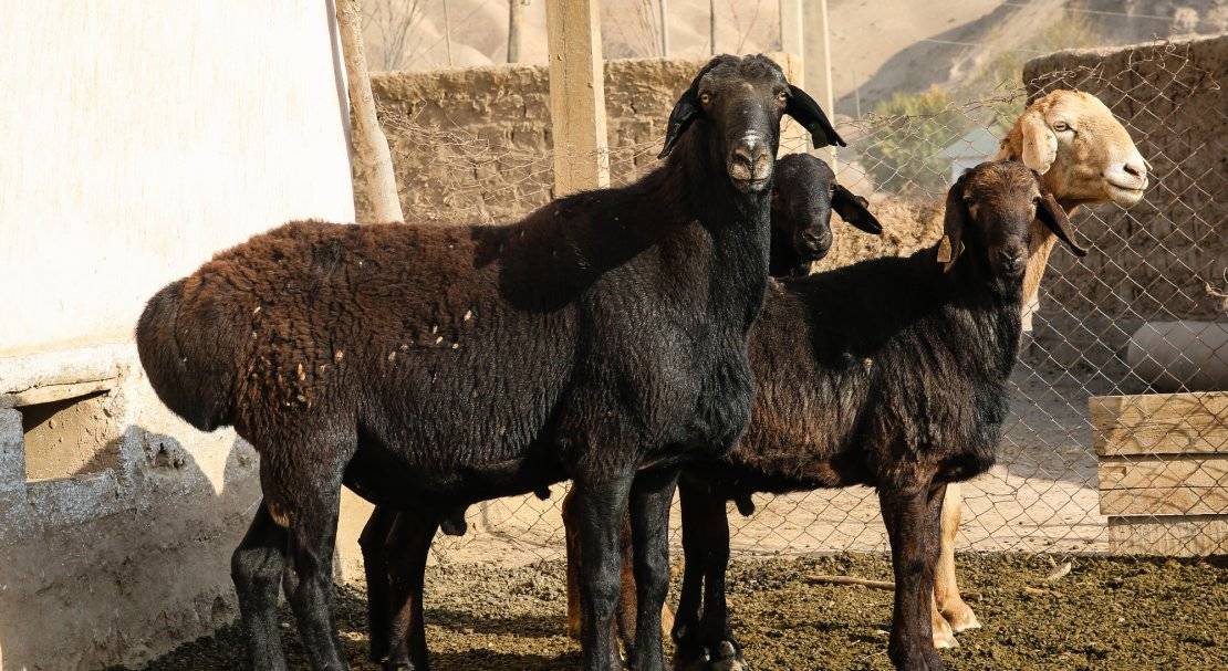 Гиссарская порода овец: характеристика и описание с фотографиями