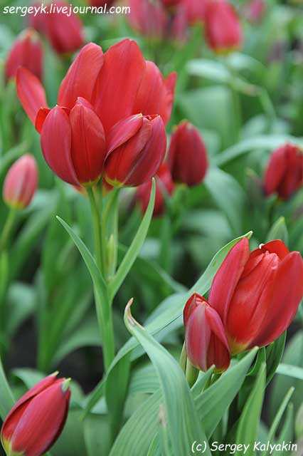 Красные тюльпаны (29 фото): описание сортов с алым, красно-желтым и другим окрасом лепестков