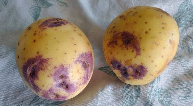 Картофель синеглазка - особенности сорта и правила выращивания