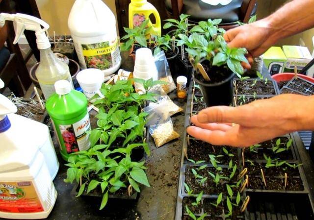 Горчица, йод, перекись и марганцовка: все основные народные средства для обработки растений