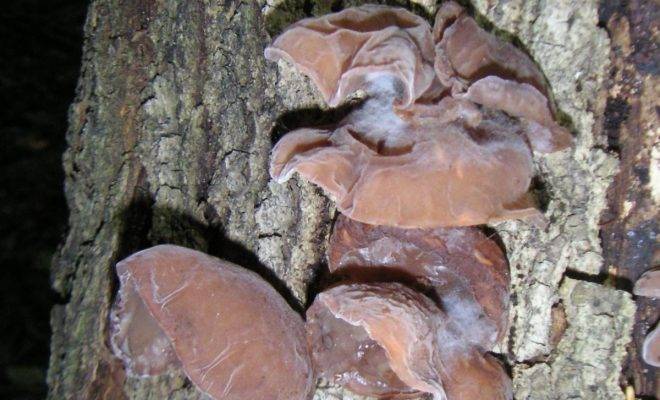 Гриб муэр  - китайский черный древесный гриб – вред или польза?