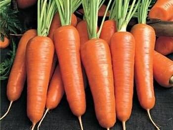 Лучшие сорта моркови для сибири - сам себе сад