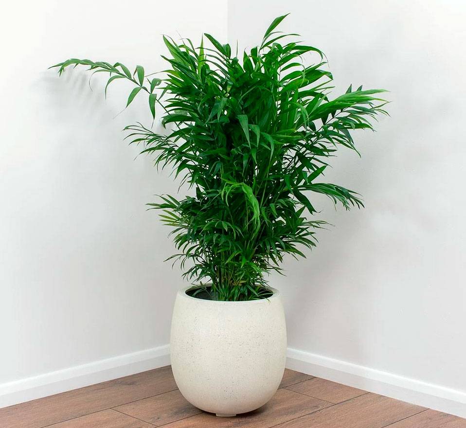 Комнатная пальма хамедорея: уход в домашних условиях. советы для начинающих