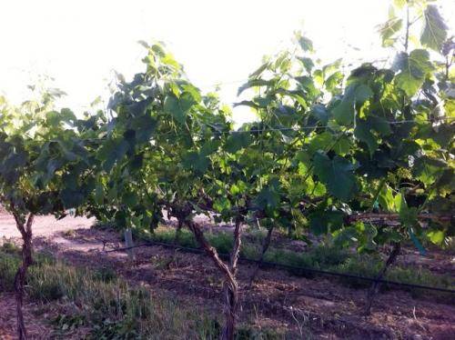 Обработка винограда осенью – как правильно подготовиться к зимовке и обеспечить хороший урожай на следующий год