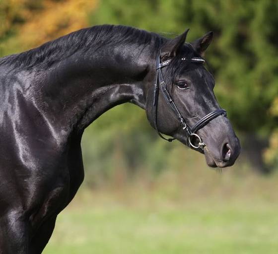 Породы лошадей — самые популярные, необычные и ценные породы. 150 фото и видео как определить породистую лошадь