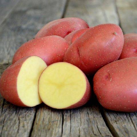 Качественный картофель родом из германии "рамос": описание сорта, характеристика и фото русский фермер