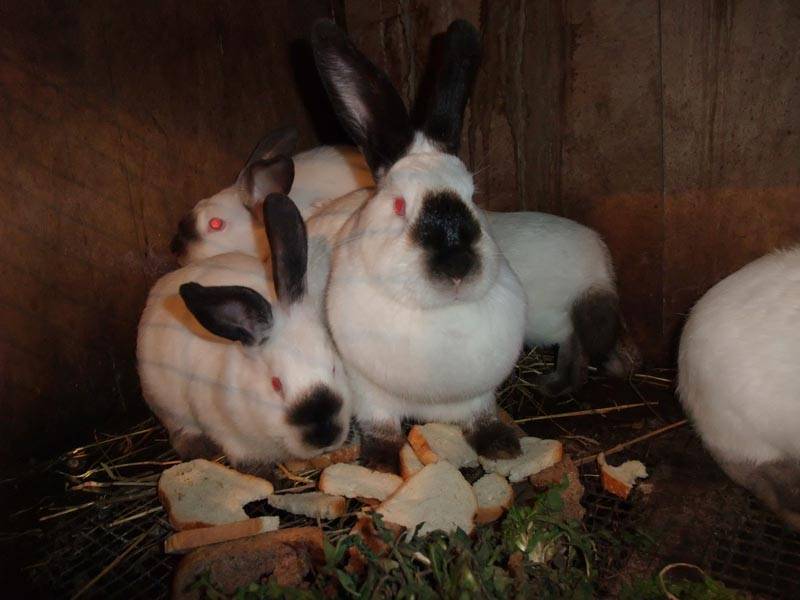 Калифорнийский кролик: описание породы, характеристика, особенности содержания и разведения