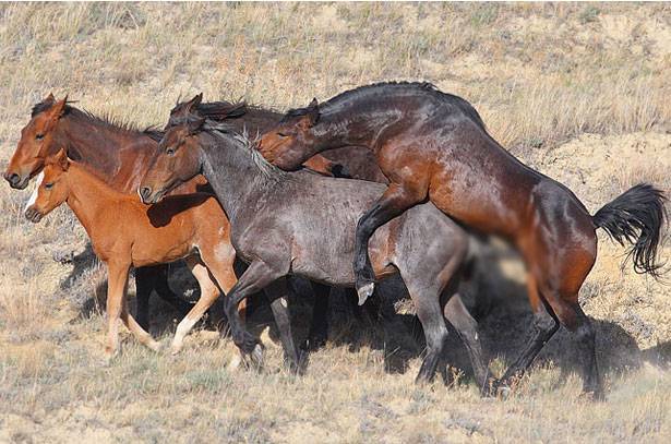 Спаривание лошадей: как происходит случка и охота у кобыл