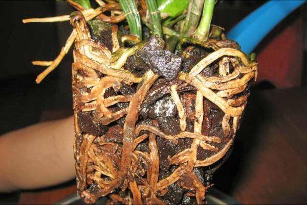Орхидея  — как восстановить сгнившие корни растения