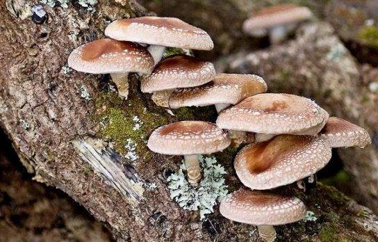 Шиитаке — восточный гость и символ долголетия: описание, полезные свойства и выращивание лечебного гриба