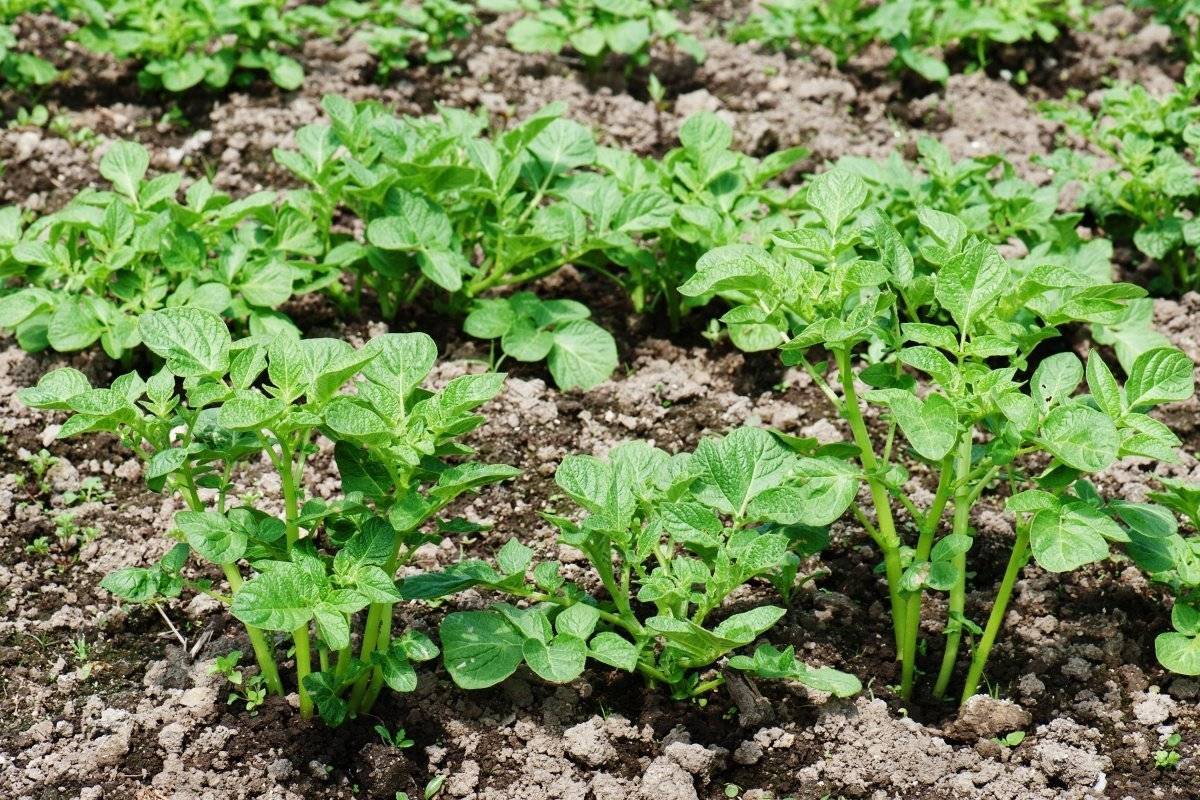 Вертикальное выращивание картошки – в бочке