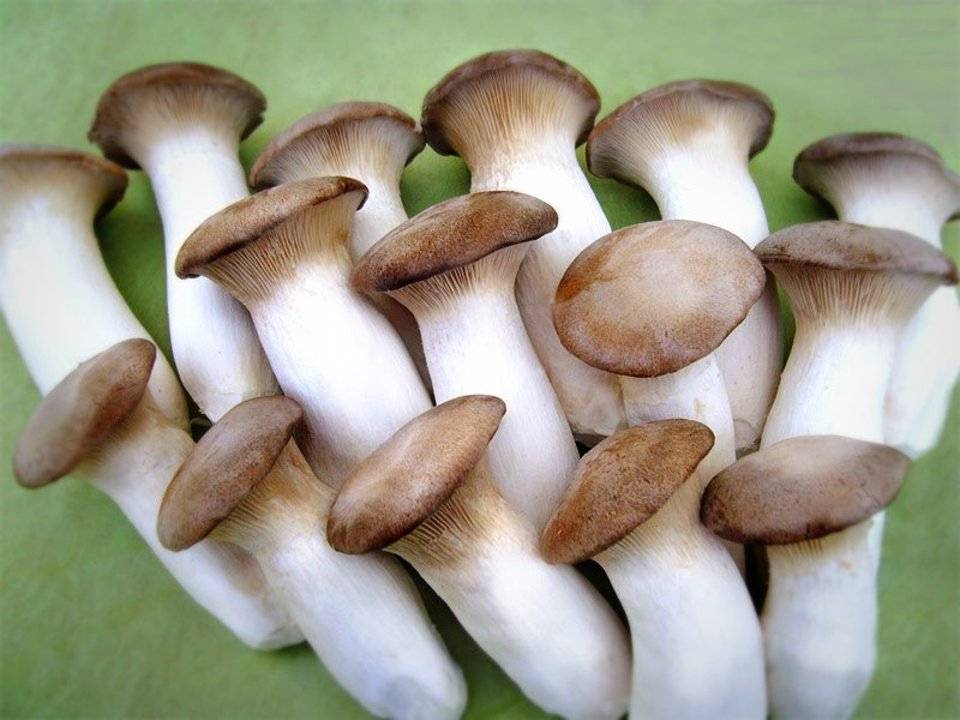Описание и свойства степного белого гриба