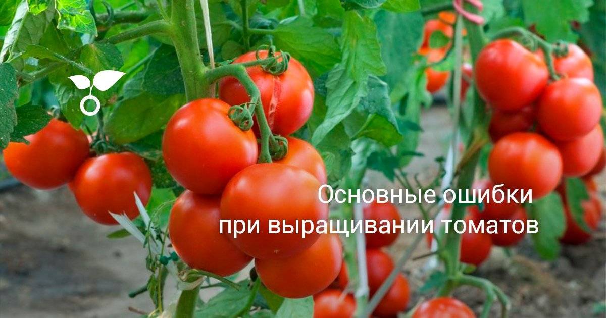 Чем опрыскивать томаты ? летом, как обезопасить от заболеваний