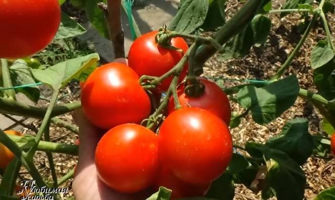 Характеристика и описание сорта помидоров Яблонька России