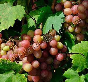 Гурман ранний: сладкий виноград с цветочным ароматом