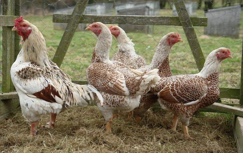 Куры корниш (27 фото): описание породы. что такое корнишоны и как их выращивают? как ухаживают за маленькими цыплятами-бройлерами?