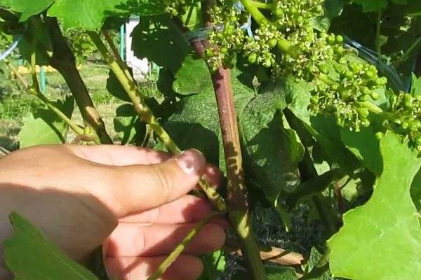 Как пасынковать виноград: инструкция для начинающих + видео