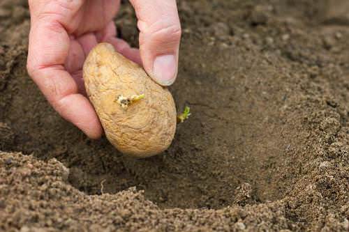 Удобрения для картофеля весной для увеличения урожая, при посадке в лунку: какие лучше вносить весной и осенью в почву и для внекорневой подкормки