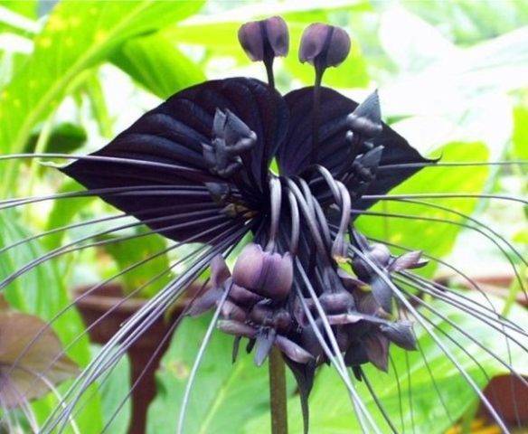 Что такое сиреневая орхидея? сорта, выращивание, уход, болезни и вредители