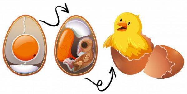 Овоскопирование — необходимое условие получения здорового молодняка из яиц