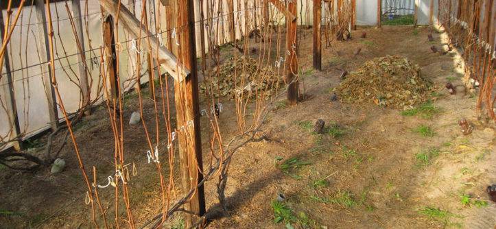 Как укрыть виноград на зиму: сроки, укрывные материалы