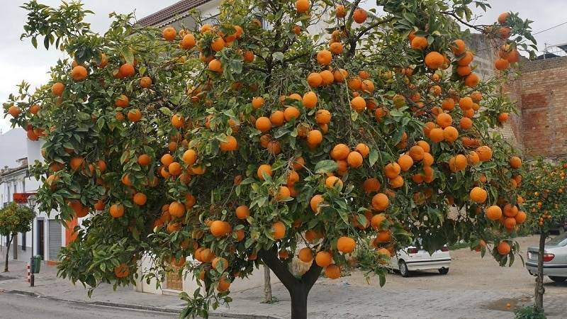 Апельсин selo.guru — интернет портал о сельском хозяйстве