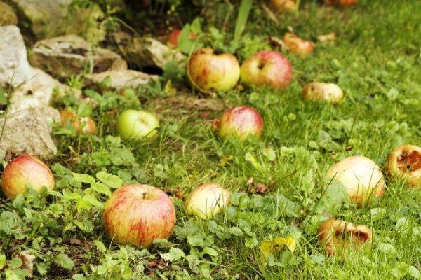 Разновидности приспособлений для сбора яблок и как сделать своими руками