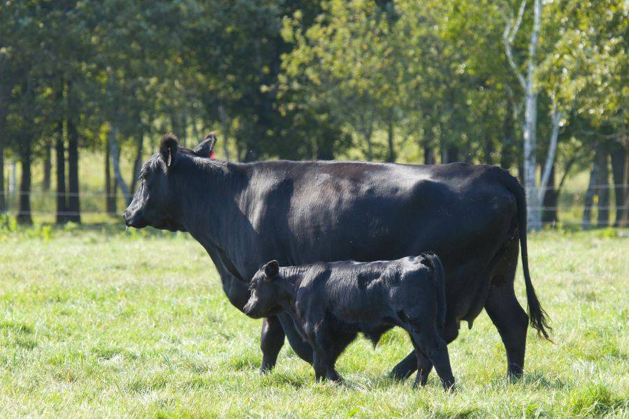 Преимущества абердин-ангусской породы коров
