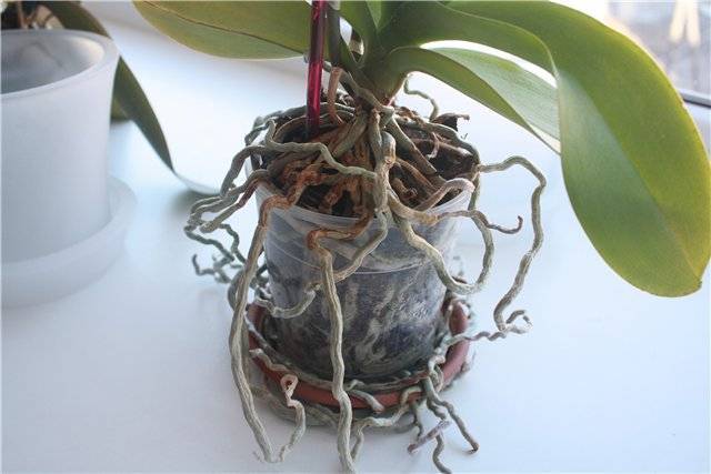 Как ухаживать за орхидей фаленопсис, если сохнут корни, листья и другие части растения, и почему это происходит?